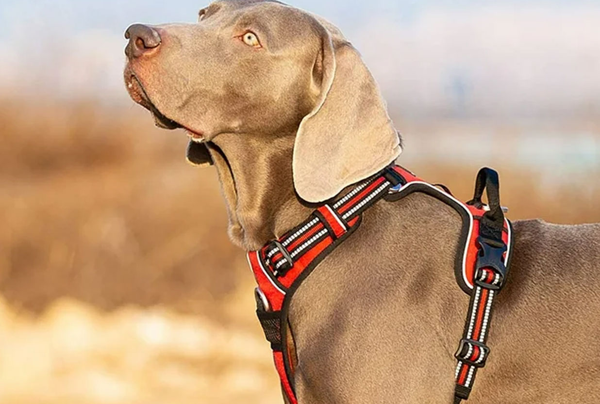 Pets Choice - Collare, pettorina o guinzaglio? Guida alla scelta giusta per il tuo cane