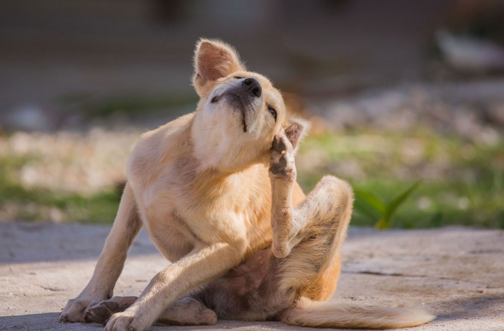 Suggerimenti per ridurre i sintomi di allergia per te e il tuo cane