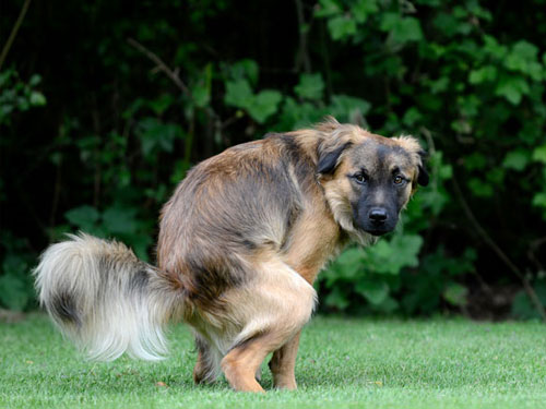 Insegnare al cane a fare i bisogni in un punto desiderato