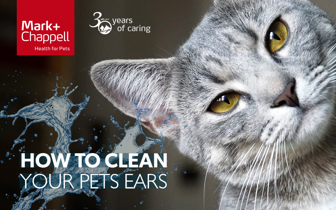 Pets Choice - How to clean ears for dogs and cats?