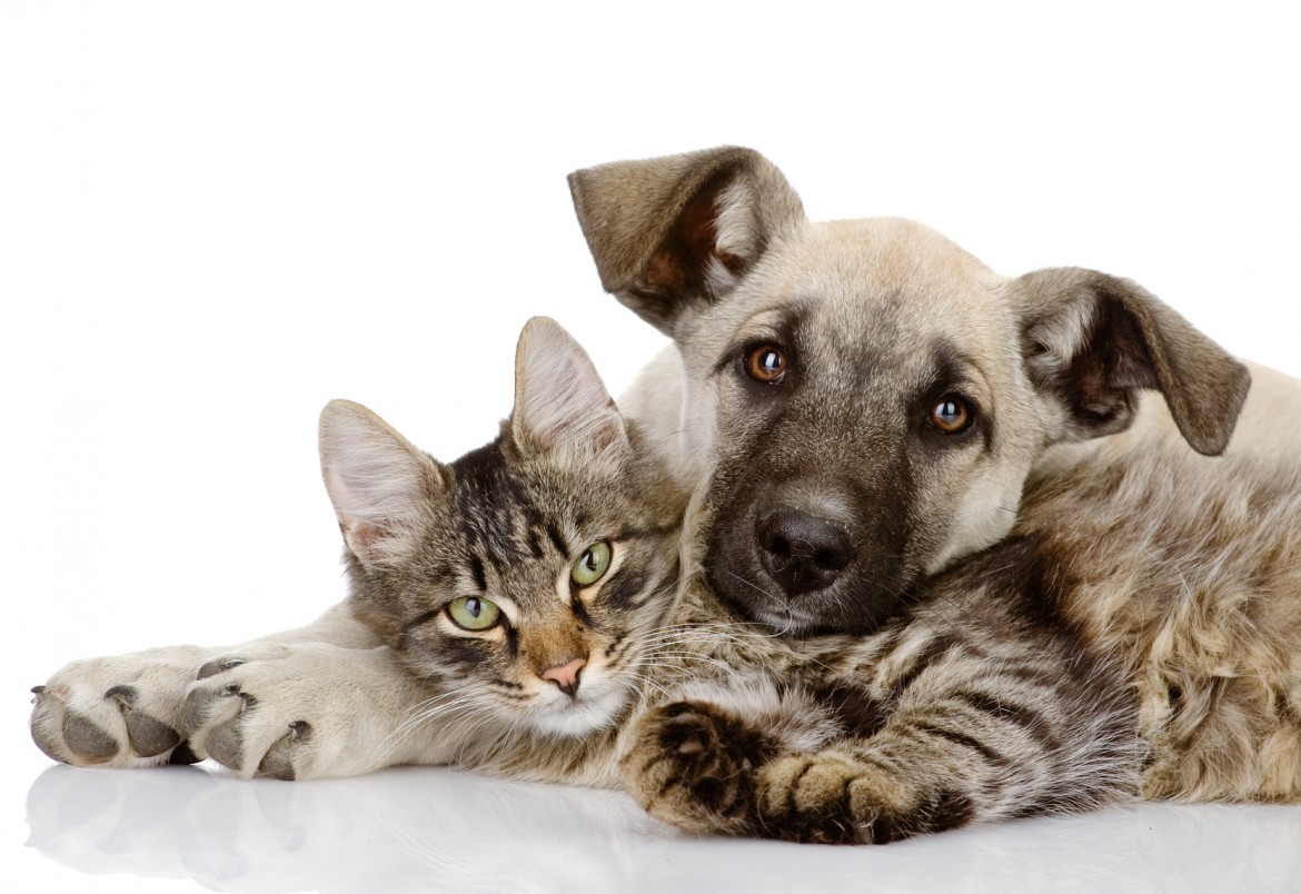 Pets Choice - Articolar pains? Here is the supplement for your dog and cat