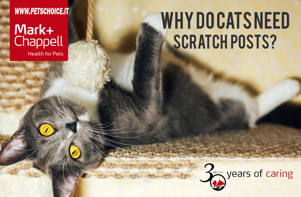 Why do cats need to scratch?