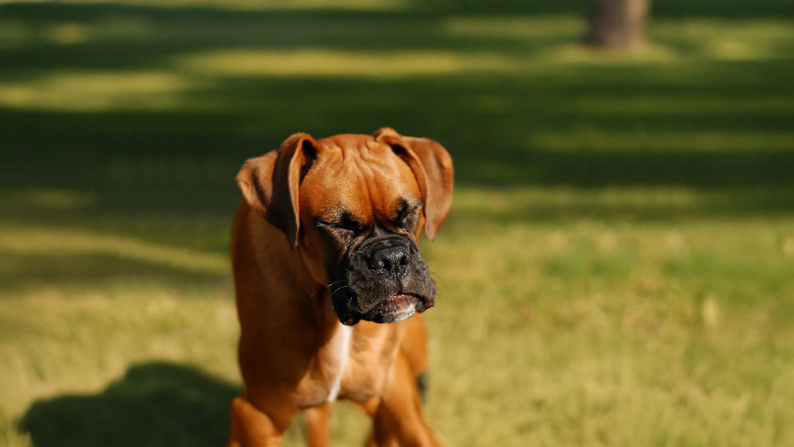 Pets Choice - Allergie nei cani: sintomi, cause e soluzioni con il mangime giusto