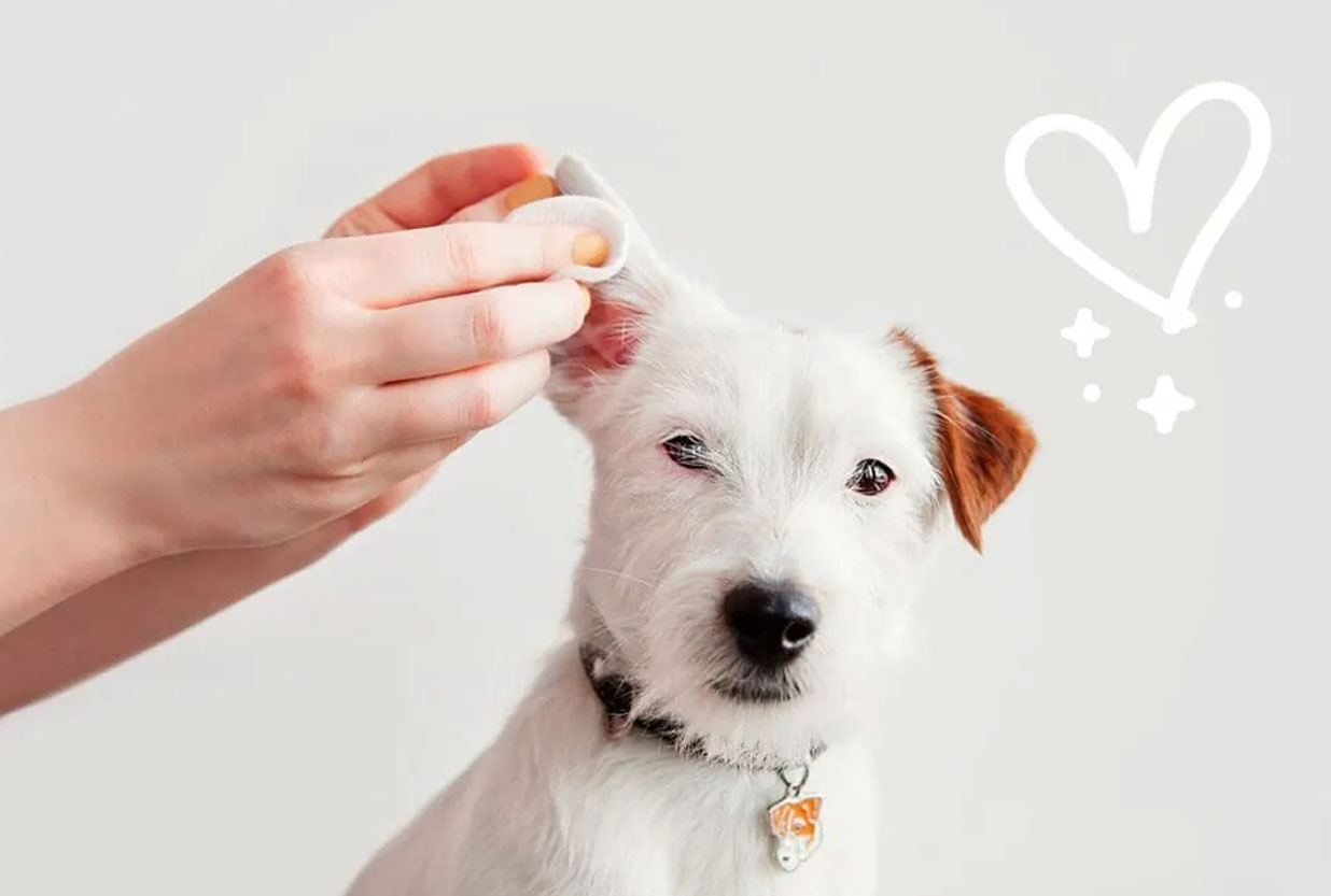 Pets Choice - Allergie nei cani: sintomi, cause e soluzioni con il mangime giusto